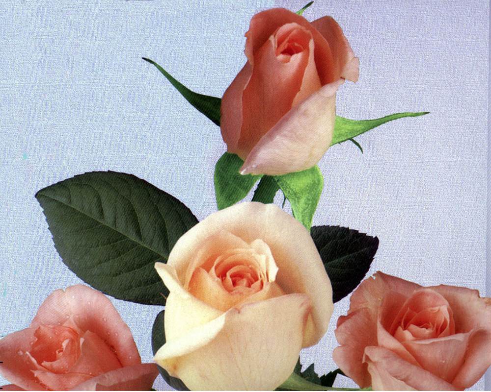 Bài tập photoshop số 6 bắt đầu.